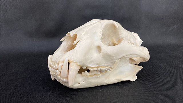比べてみよう～哺乳動物の頭の骨