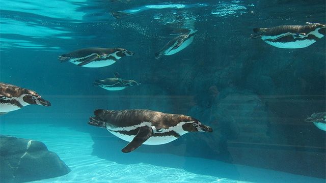 水の中を飛ぶペンギン